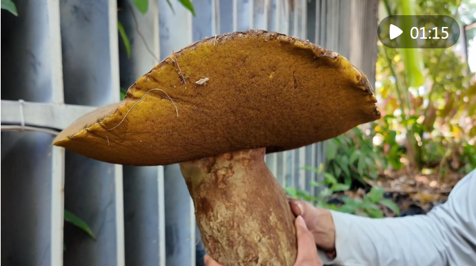 专家解密:云南为何屡见超大野生菌