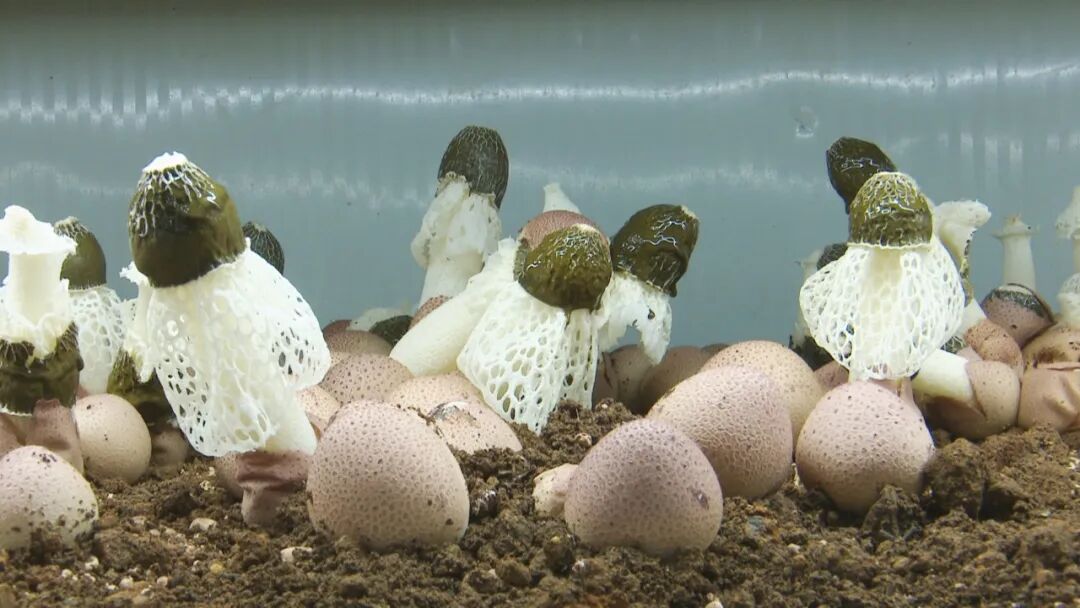 澄江左所旧貌焕新颜 闲置烤烟房“种”出幸福菌