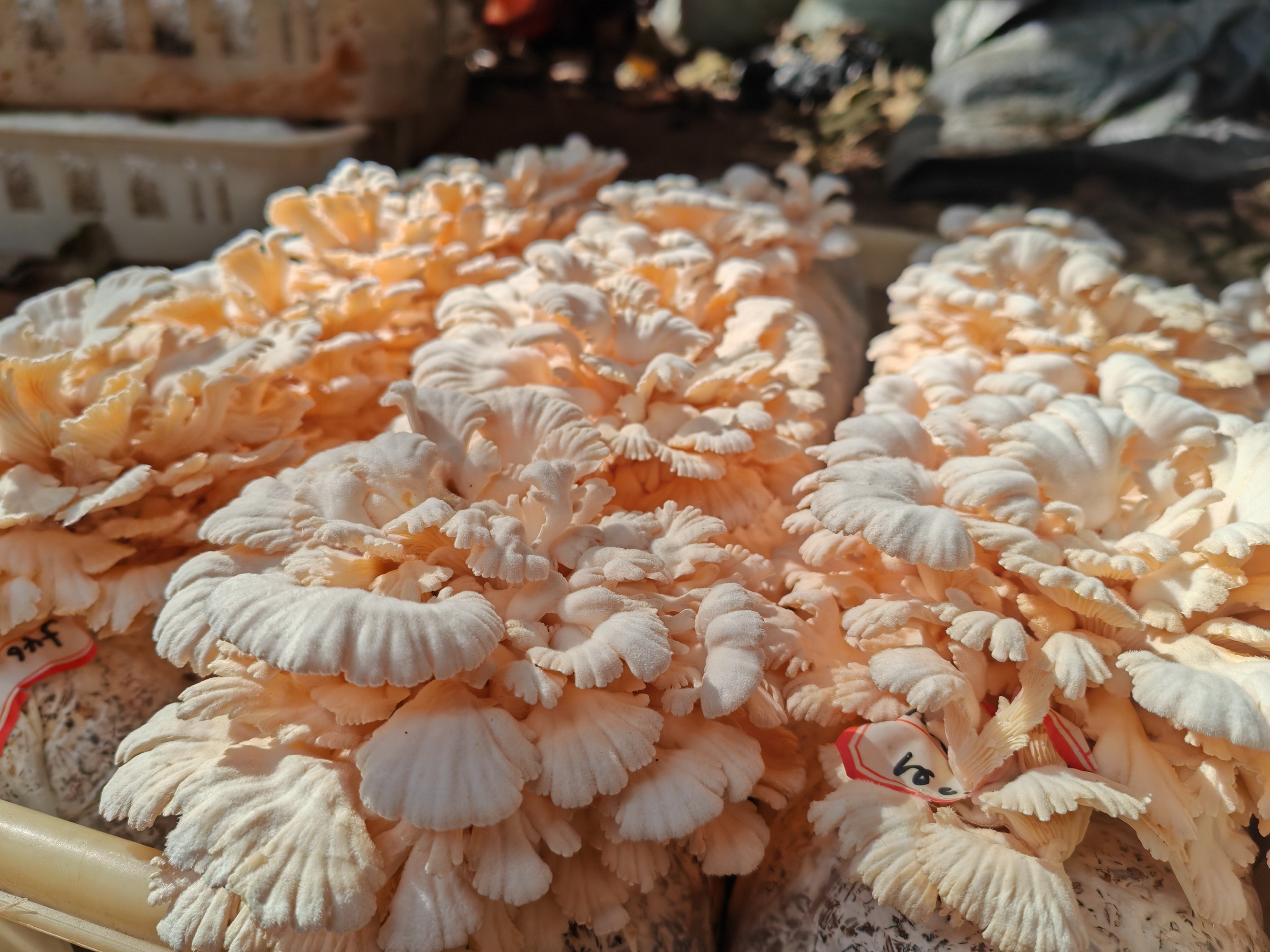 一号文件释“菌”机 云南野生菌迎高质量发展新动能