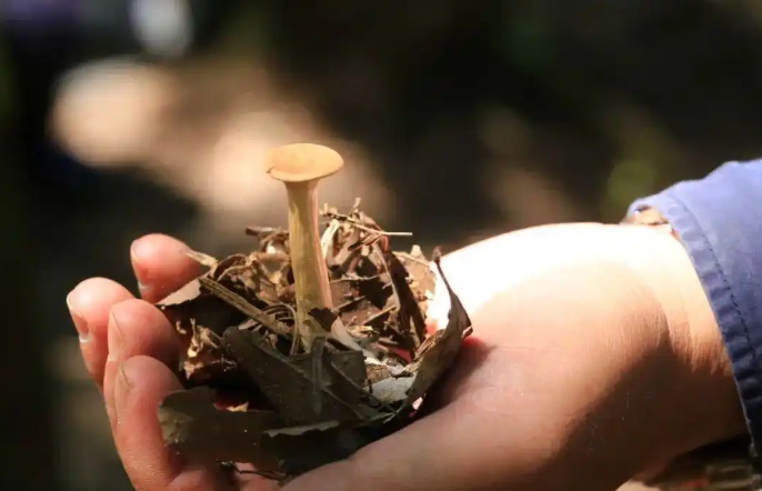 云南雨季的鲜味密码：从山野到舌尖的野生菌全记录