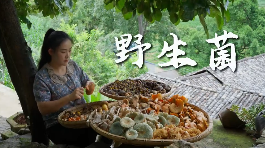 滇西小哥 云南人最近只爱一件事：上山采菌子