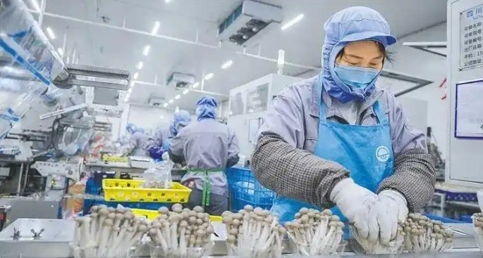 采不完，根本采不完！《经济日报》关注云南“菇”事