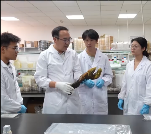 超2公斤！云南发现新型巨无霸菌子 网友：这蘑菇太滇了